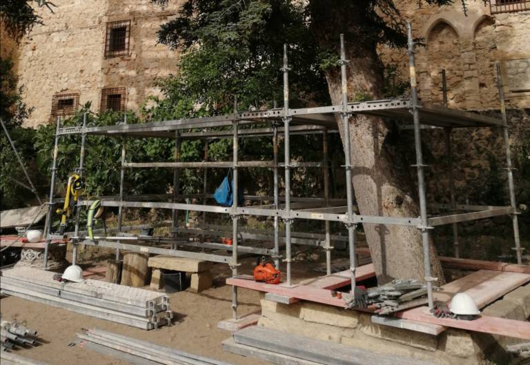 El Obispado retira los dos árboles del patio trasero de la Catedral dentro de las obras de consolidación y reconstrucción del muro de la calle Canónigos